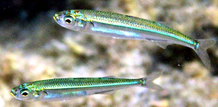 Atherina hepsetus_005.jpg